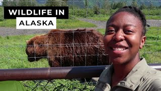 Places to visit in Alaska -  wildlife conservation center