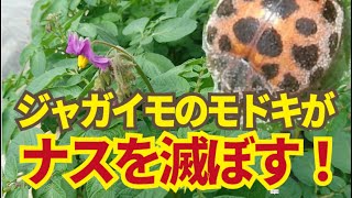 5月のジャガイモの重要な作業、テントウムシダマシ駆除。これをやらないとナスが大変なことになります。5/8