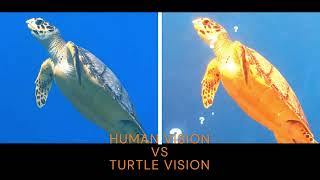 Human Vision VS Turtle Vision