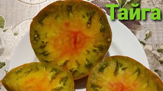 Томат ТАЙГА. Супер урожайный, очень вкусный триколор.