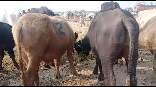 Superhit cattle market video