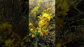 Hypericum perforatum L. (hierba de San Juan)