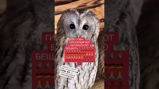 🦉🦉🦉🦉🫘🫘🦉🫘🫘🫘🦉🦉 #ryn #tiktok #бравлстарс #зима #мем #пон #тикток 🫘🫘