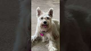 Schnauzer Bernadette thinks it’s hot out