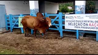 Touro Sindi 33. Marabá  Pará.  Feitor Fiv Uniube