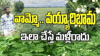 విషపూరిత వయ్యారిభామను ఇలా నివారించండి | Prasad Reddy