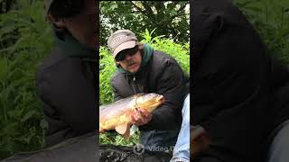 Early morning MIRROR CARP 🎣 #shorts #carp #fishing #wildlife