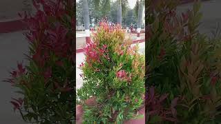 The rare  tree with pesudo flowers