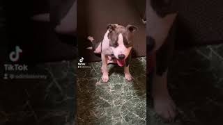 dog yoga #shorts #tiktok #dog #cute