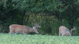 Pennsylvania White-Tailed Buck Knocks Apples From Tree and Shows Off For Does