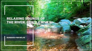 Расслабляющие звуки реки. Нежная река. Звуки природы ✦ Пение Птиц ✦ Water Sounds