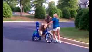 Dog Rides a Bike