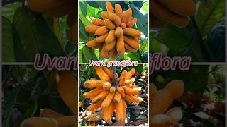 Cobain Buah Pisang Akar Uvaria Grandiflora!! #buah #buahunik #shorts