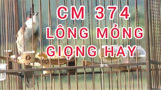 374 | 1tr3 Chim Chào Mào mộc dở lông mỏng giọng hay... #0374961666