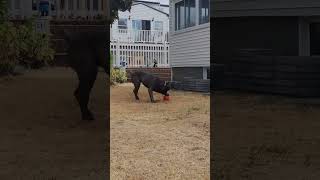 Cane Corso playing with his ball