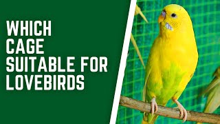 WHICH CAGE SUITABLE FOR LOVE BIRDS | LOVE BIRDS #2 | PLAY NOW DAILY