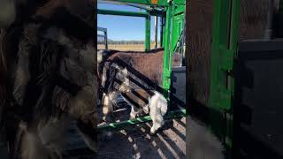 Momma cow and calf bonding made easy | Arrowquip Q-Catch Manual Cattle Chute