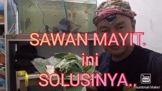 Sawan mayit, ini solusinya.