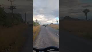 Harley Davidson wheel stand close call chap lol