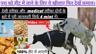 पशु को हीट में लाने के लिए क्या करें | पशु को हीट में लाने के लिए क्या खिलाएं.🐮🐮