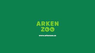 Lugnande musik för katter | Arken Zoo