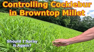 Controlling Cocklebur in Browntop Millet for Dove Hunting