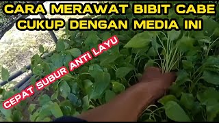 Tahapan persiapan bibit cabe sebelum pindah ke media polyback dengan bahan arang sekam