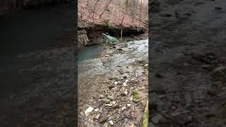 Leatherwood Creek #1