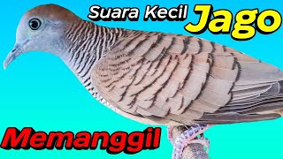 Perkutut lokal gacor suara kecil tebal ampuh untuk pancingan