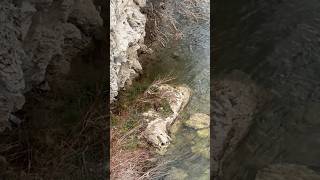 Caught this little guy catching some lunch! #viral #wyoming #nature #river #fish