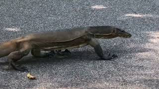 📍Monitor Lizards at Botanic Gardens, Singapore