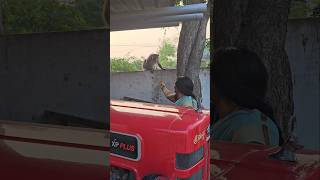 Angry monkey #shorts #monkey #trending #youtubeshorts #animals #viralvideo #subscribe #hanuman