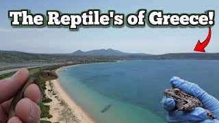 Peloponnese Herping... Finding Greek Reptiles!! | (1/3)