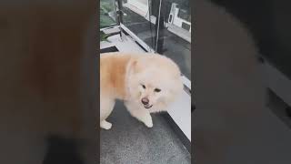 #dog Nyantuy dulu borrr #anjinglucu #anjinglucuku #anjinglucukuirumah #dog #dogs