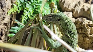 Monitor Lizard Destroying Plants! 😵🤦‍♂️🤣