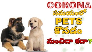 Buying Dogs During the time of Corona Virus | Buy or Not