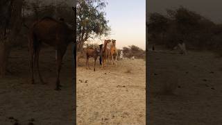 Partner of camels both together #shorts  #shortvideo  #youtubeshorts