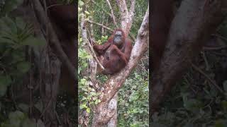 Orangutans in Borneo! #orangutan #animals #ape #primates #wildlife #conservation #nature #borneo