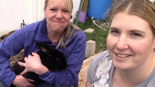 Can We Save These Cold Baby Bunnies? WCH Episode 1