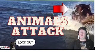 When Animals Attack Compilation (tigers, lion, and bears o my) BIG D Reacts