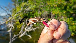 YOU NEED TO BE FISHING LIVE FIDDLER CRABS.. Heres why!