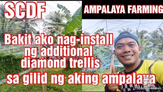 Ampalaya Farming || Bakit ako nag-install ng additional trellis sa aking ampalaya