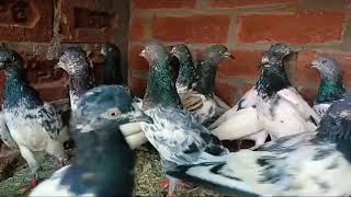 पुरानी चाल के टेडी क्रॉस उड़ने वाले कबूतर फॉर सेल ।teddy cross lot of pigeon for sale in India