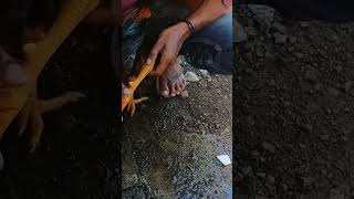 Cara Sederhana agar pukulan ayam tetap stabil,... #shorts #videoshort #ayam