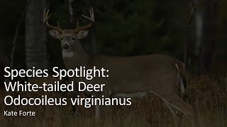 Species Spotlight: White-tailed Deer