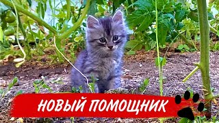 Теплица. Лампы для растений. Покупки.