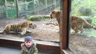 Toddler at Dublin Zoo Mimicking Tiger's Roar Turns Tail When She Hears Real Thing