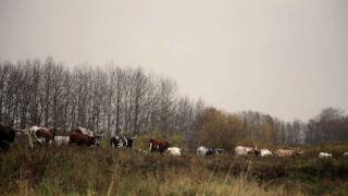 "BEER, GUNS & CATTLE" Trailer - Texas Longhorn Cattle Germany / Deutschland