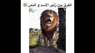 عشاق زئير الأسود والنمور أين أنتم🤠🤠