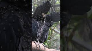 Red-tailed Black Cockatoos are Sexually Dimorphic